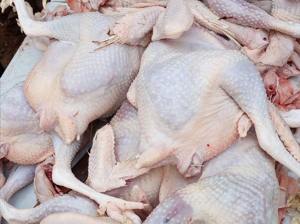 Chicken raww