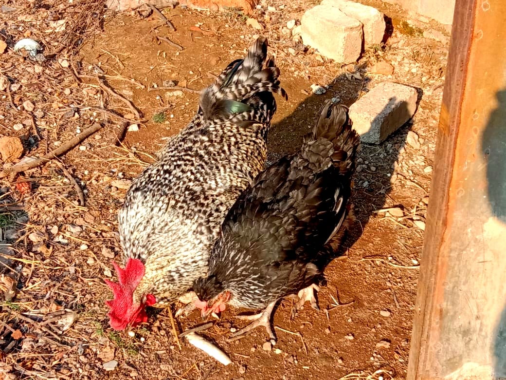 Chicken2