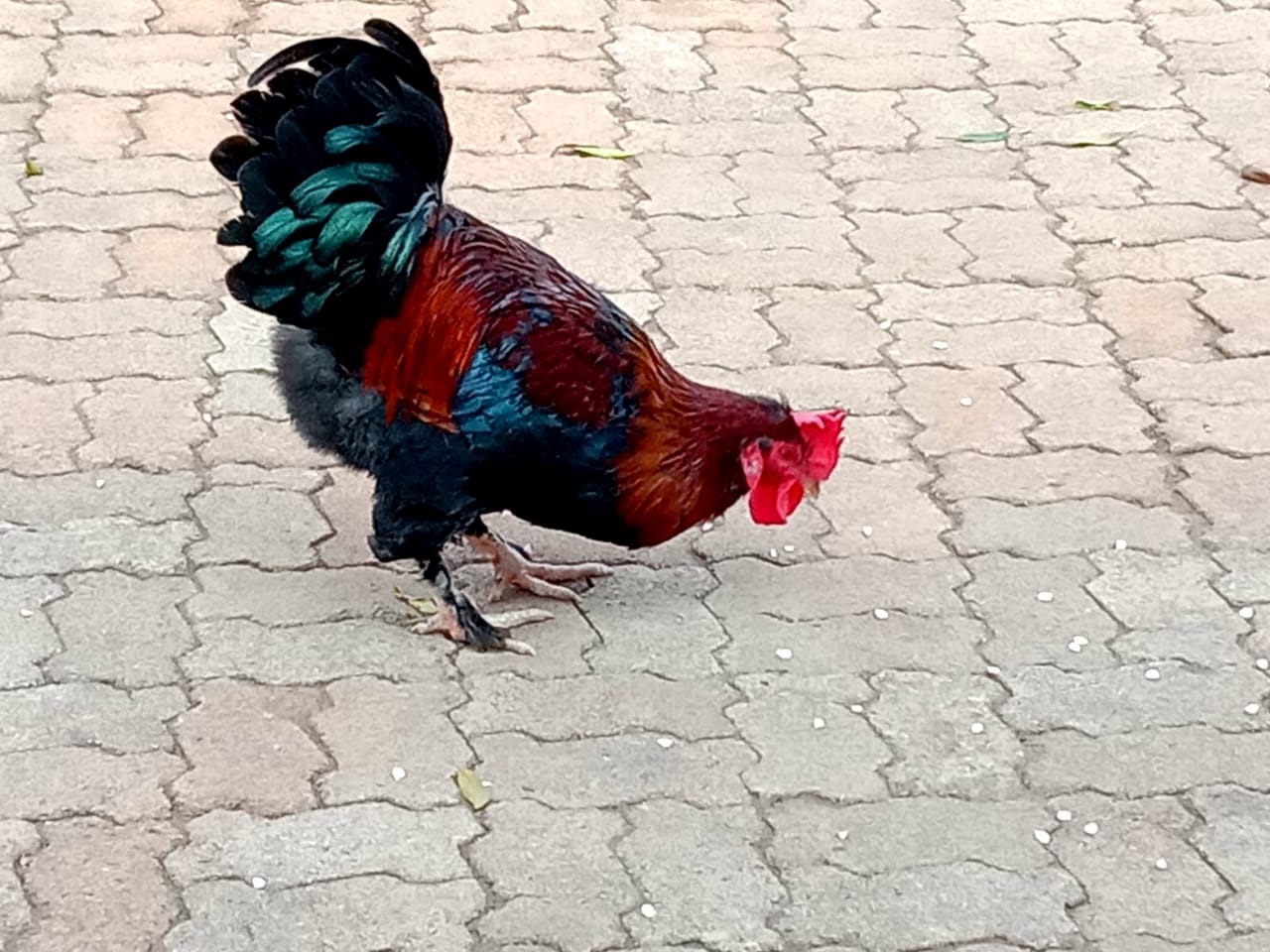 chicken1