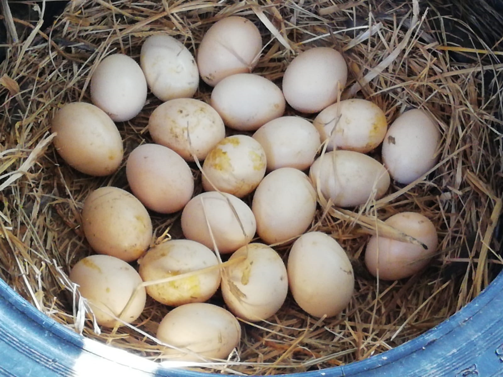 eggs